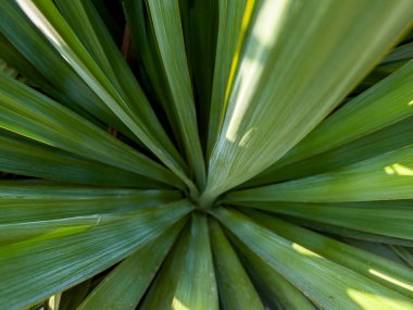 Yucca 'yı kapat - soyut arkaplan. Yüksek kalite fotoğraf