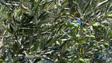  Ağacın dalında yeşil ve siyah zeytin, geleneksel zeytin hasadı konsepti, sağlıklı gıda konsepti