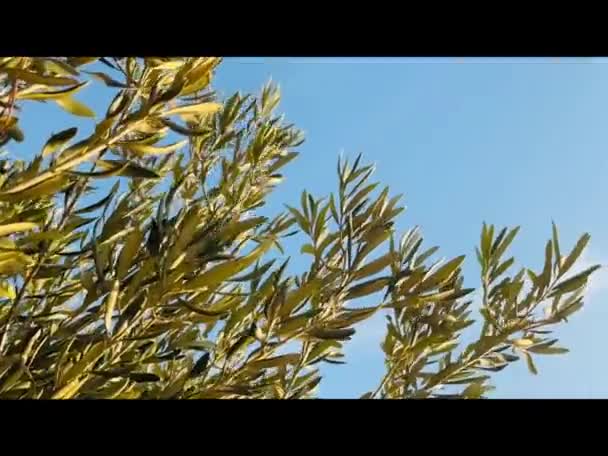 Зеленые Черные Оливки Ветке Традиционная Концепция Сбора Оливок Концепция Здоровой — стоковое видео