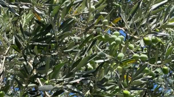 나무에 녹색과 올리브 전통적인 올리브 — 비디오