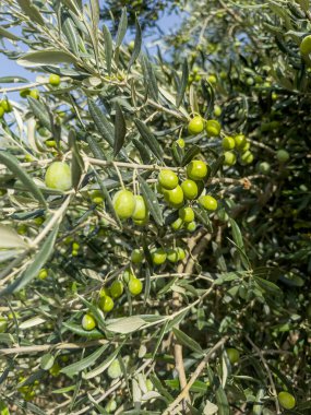 Zeytin ağacında yeşil zeytin dalı, yeşil yapraklı yeşil zeytin dalı. Yüksek kalite fotoğraf