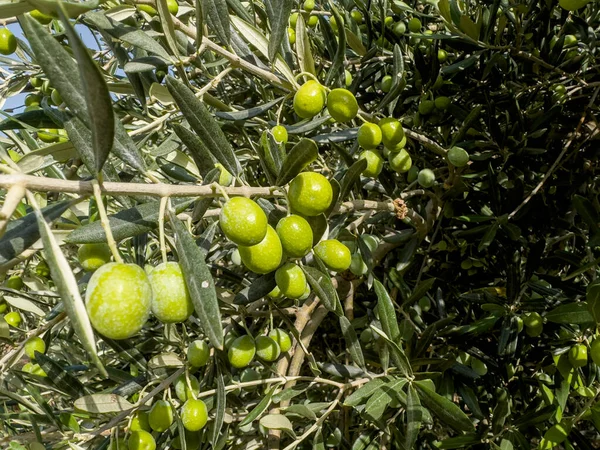 Olive Verdi Sull Ulivo Ramo Albero Ricco Olive Verdi Con — Foto Stock