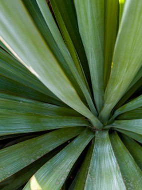 Yucca 'yı kapat - soyut arkaplan. Yüksek kalite fotoğraf