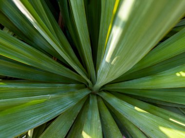 Yucca 'yı kapat - soyut arkaplan. Yüksek kalite fotoğraf