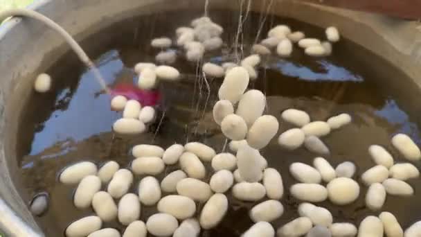 Cocon Ver Soie Dans Chaudron Processus Tissu Soie Fait Main — Video