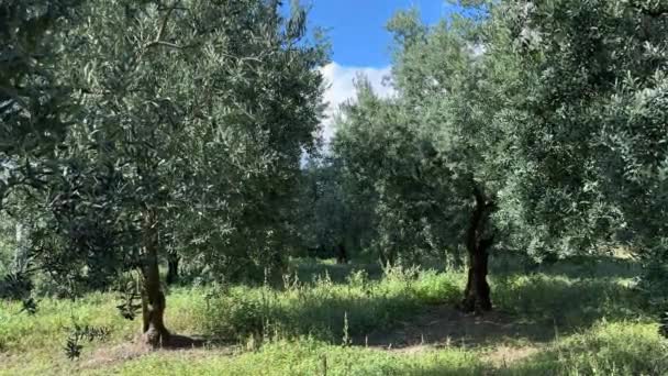 Zeytin Ağacı Rüzgarda Sallanıyor Olgunlaşmamış Zeytinler Doğa Beslenme Sağlıklı Akdeniz — Stok video
