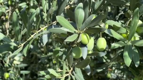 Olive Tree Swinging Wind Unmadpe Olives Natureza Nutrição Saudável Mediterrâneo — Vídeo de Stock