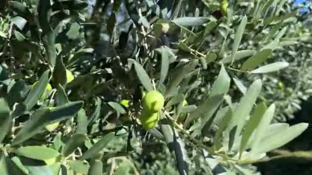 Olivträd Swinging Vinden Och Omogna Oliver Natur Näring Friska Medelhavet — Stockvideo