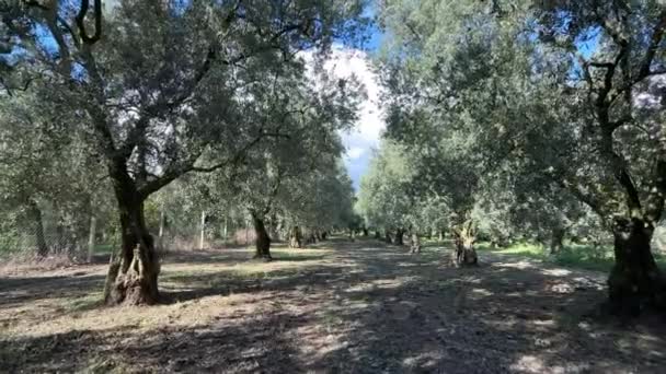Olive Tree Swinging Wind Unmaturi Olive Natura Nutrizione Sano Concetto — Video Stock