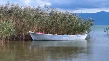 Gölün kenarındaki sazlıklar, balıkçı teknesi, küresel ısınma konsepti, sakin ve romantik konsept, rüzgarda dans eden sazlıklar. Yüksek kalite 4k görüntü