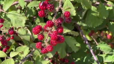 Bahçedeki böğürtlenli meyveler, olgunlaşmamış meyveli Blackberry Bush. Yüksek kalite 4k görüntü