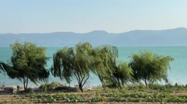 Rüzgarda sallanan ağaçlar gölün kenarındaki dağ manzarasının önünde, sakin ve romantik bir konsept. Yüksek kalite 4k görüntü