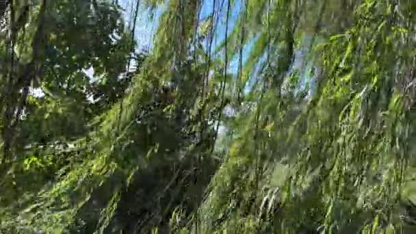Daun Latar Belakang Pohon Willow Menangis Bergoyang Goyang Dalam Angin — Stok Video