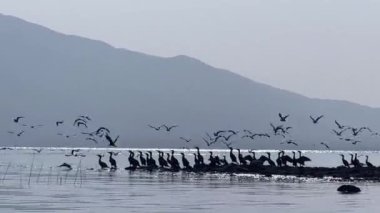 Göl kenarında uçan kuşlar, karabatak sürüsü, küresel ısınma konsepti, sakin ve romantik konsept, su 