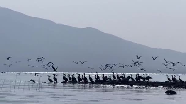 Ptaki Latające Nad Jeziorem Stado Kormoranów Koncepcja Globalnego Ocieplenia Spokojna — Wideo stockowe