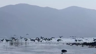 Gölün kenarındaki sazlıklar, balıkçı teknesi, küresel ısınma konsepti, sakin ve romantik konsept, rüzgarda dans eden sazlıklar. Yüksek kalite 4k görüntü