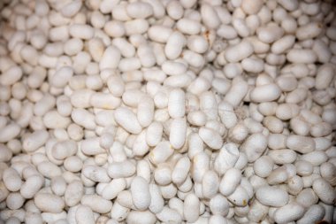 İpek üretmek için üretilmiş beyaz ipek böcekleri kozaları. Çiğ ipek, kaliteli fotoğraf. Yüksek kalite fotoğraf