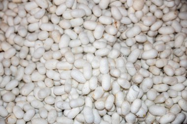 İpek üretmek için üretilmiş beyaz ipek böcekleri kozaları. Çiğ ipek, kaliteli fotoğraf. Yüksek kalite fotoğraf