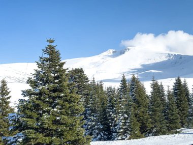 pine trees in the foreground snowy landscape from Uludag in the background. High quality photo clipart