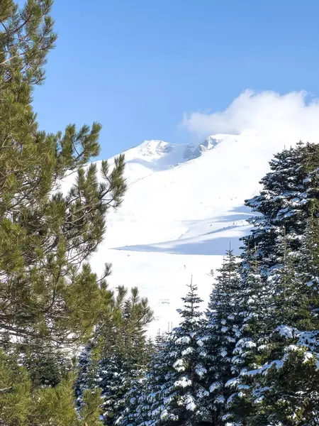 pine trees in the foreground snowy landscape from Uludag in the background. High quality photo