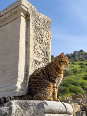 Celsus Kütüphanesi, Efes, Türkiye, Antik Çağlar Müzesi 'nin tarihi alanında duran Kedi. 