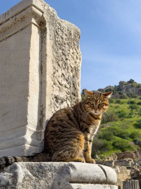 Celsus Kütüphanesi, Efes, Türkiye, Antik Çağlar Müzesi 'nin tarihi alanında duran Kedi. 