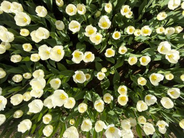 Beyaz laleler, baharın gelişini müjdeleyen bahçeler, çiçekler. Yüksek kalite fotoğraf