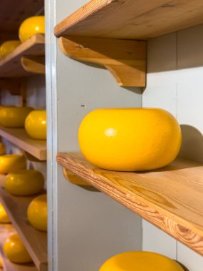 Hollanda 'nın en ünlü peynirlerinden biri olan Gouda peyniri eşsiz sarı bir renge ve yarı sert bir yapıya sahiptir.. 