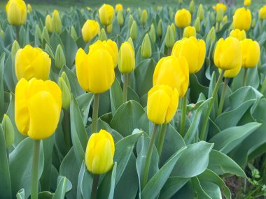 Sarı laleler, çiçek temalı arka plan, yukarıdan çekilmiş bahar çiçekleri. Yüksek kalite fotoğraf