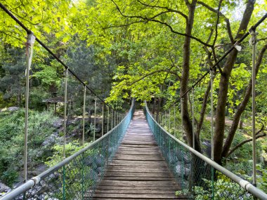 Ormanda boş asma köprü, yürüyüş konsepti. 