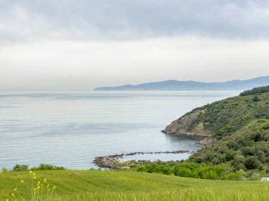 Arkaplanda deniz manzaralı yeşil buğday tarlası, metin için boşluk. Yüksek kalite fotoğraf