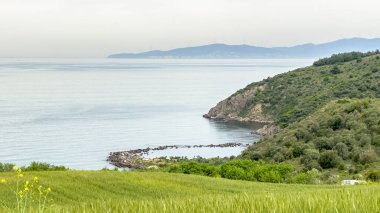 Arkaplanda deniz manzaralı yeşil buğday tarlası, metin için boşluk. Yüksek kalite fotoğraf