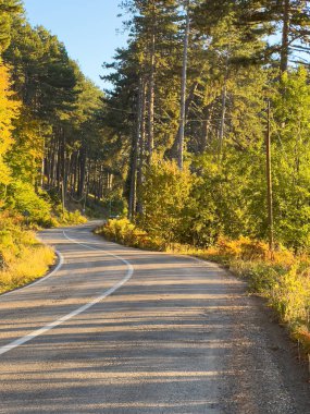 Asfalt yolu ormandan geçiyor. Yüksek kalite fotoğraf