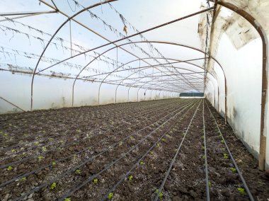 Bir çiftlikte sera, tüm mevsim meyve ve sebze yetiştirme metodu olarak sera ekimi. Yüksek kalite fotoğraf