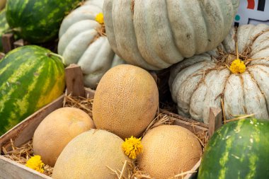 Karpuz kavunu ve kabak tezgahı, vejetaryen arka plan. Yüksek kalite fotoğraf