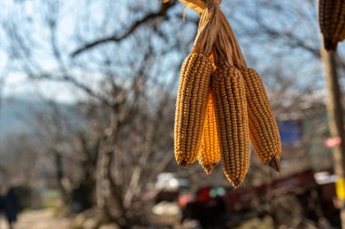 Dried Corn Hanging Under a Rustic Wooden Roof , Traditional Farming in Rural Turkey. High quality photo clipart