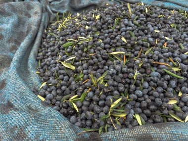 Akdeniz Korusu 'ndaki Zeytin Ağacı dalında taze siyah zeytin hasadı. Yüksek kalite fotoğraf