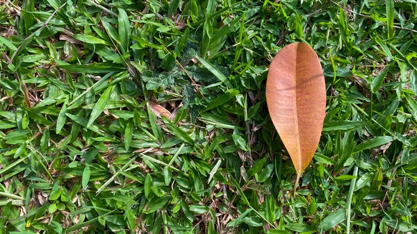 公園の緑の芝生の上の乾燥葉 — ストック写真