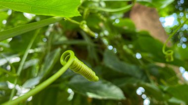 Vahşi Maracuja sapı ya da çarkıfelek meyvesi çalı (Passiflora foetida) sarıldı. yeşil yapraklar sarmaşıkların arasında sürünüyor. Seçici odak