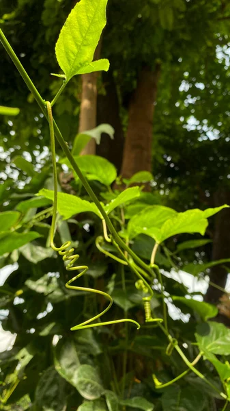 Wilder Maracuja Stamm Oder Passionsfruchtstrauch Passiflora Foetida Gewickelt Grüne Blätter — Stockfoto