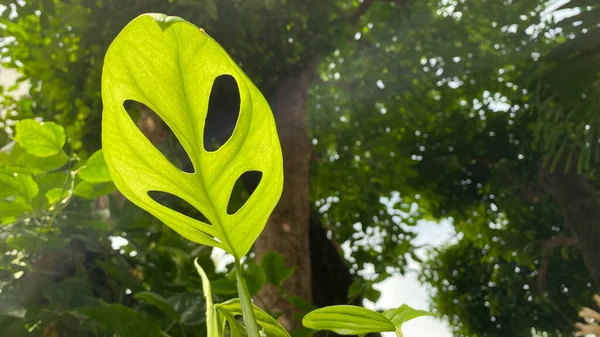 Зеленый Лист Монстры Типичными Отверстиями — стоковое фото