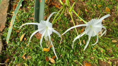 yeşil yaprakları ile beyaz örümcek zambak