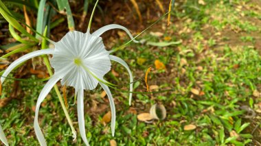 yeşil yaprakları ile beyaz örümcek zambak
