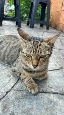 Yayadaki gri çizgili kedi