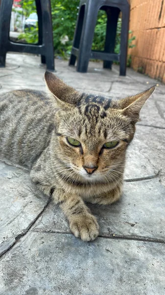 Katze Mit Grauen Streifen Der Fußgängerzone — Stockfoto