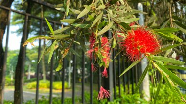 Calliandra dysantha, Fabaceae familyasından bir bitki türü.