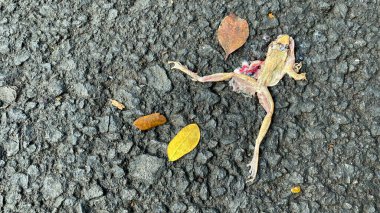  Asfalt yolda ölü kurbağa.