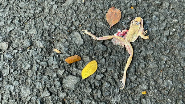 Мертвая Лягушка Асфальтовой Дороге — стоковое фото