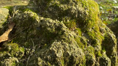 green moss on a mossy surface