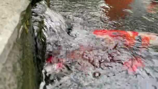 Koi Ryby Powierzchni Stawu Wody Biorąc Oddech — Wideo stockowe